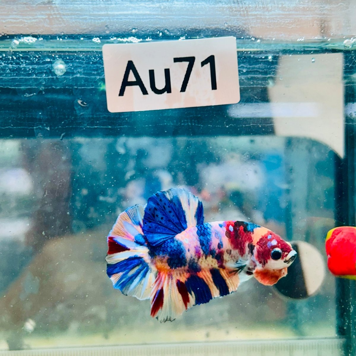 Plakat Multicolor Koi - Male Betta #Au71
