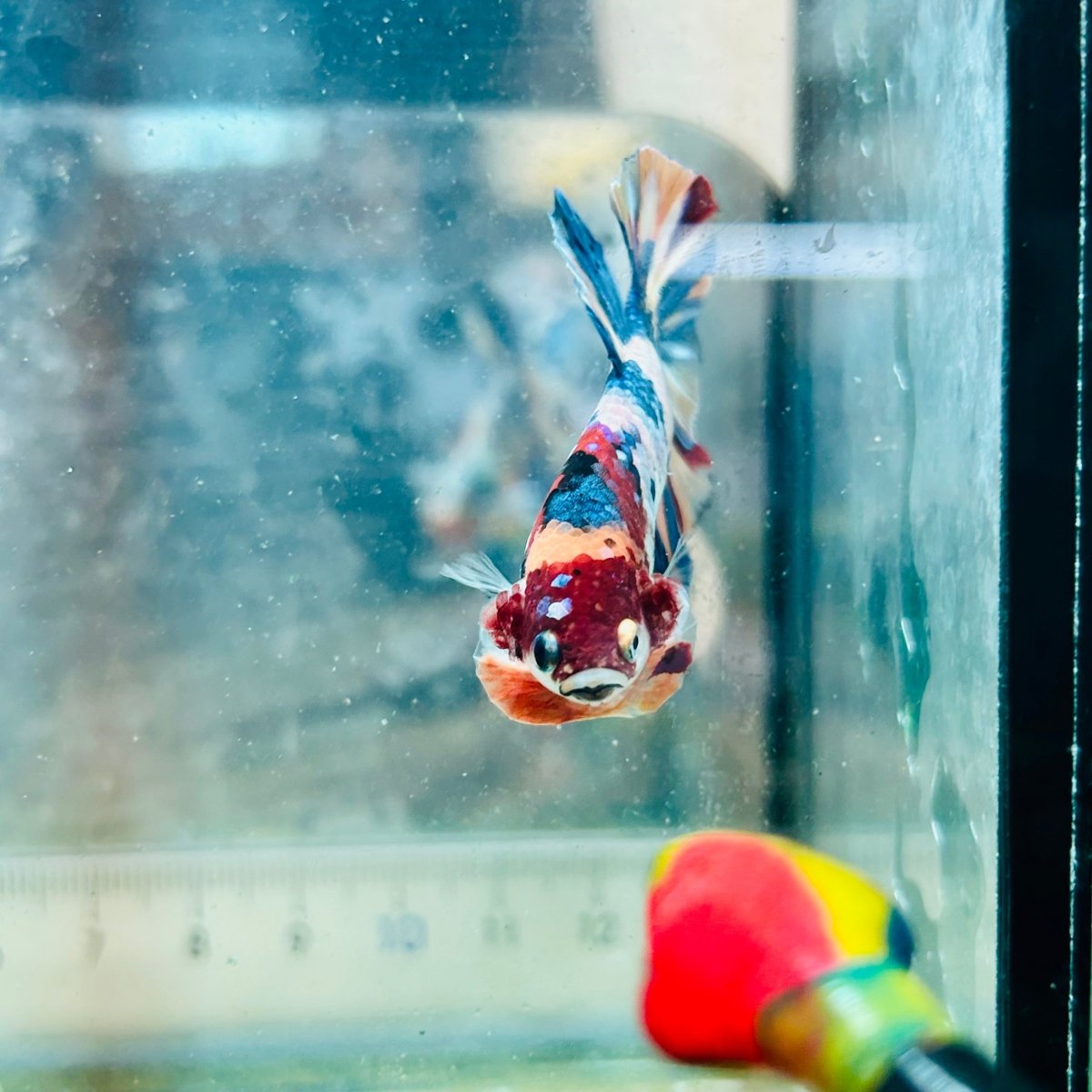 Plakat Multicolor Koi - Male Betta #Au71