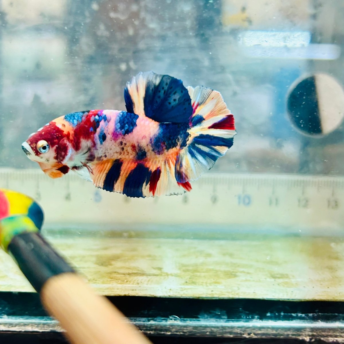 Plakat Multicolor Koi - Male Betta #Au71
