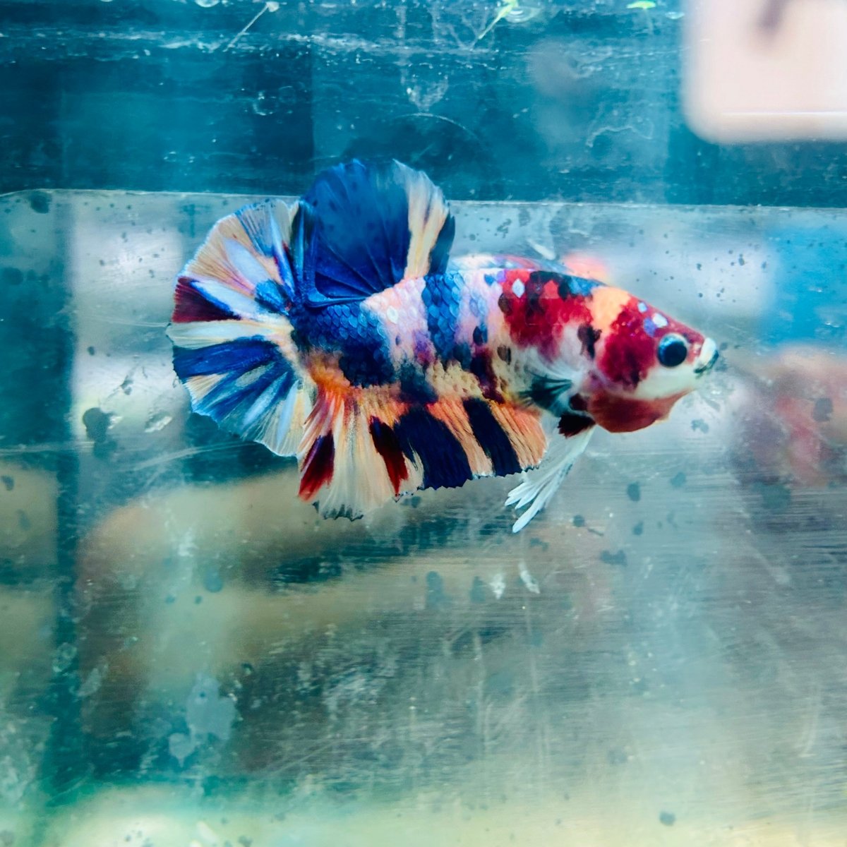Plakat Multicolor Koi - Male Betta #Au71