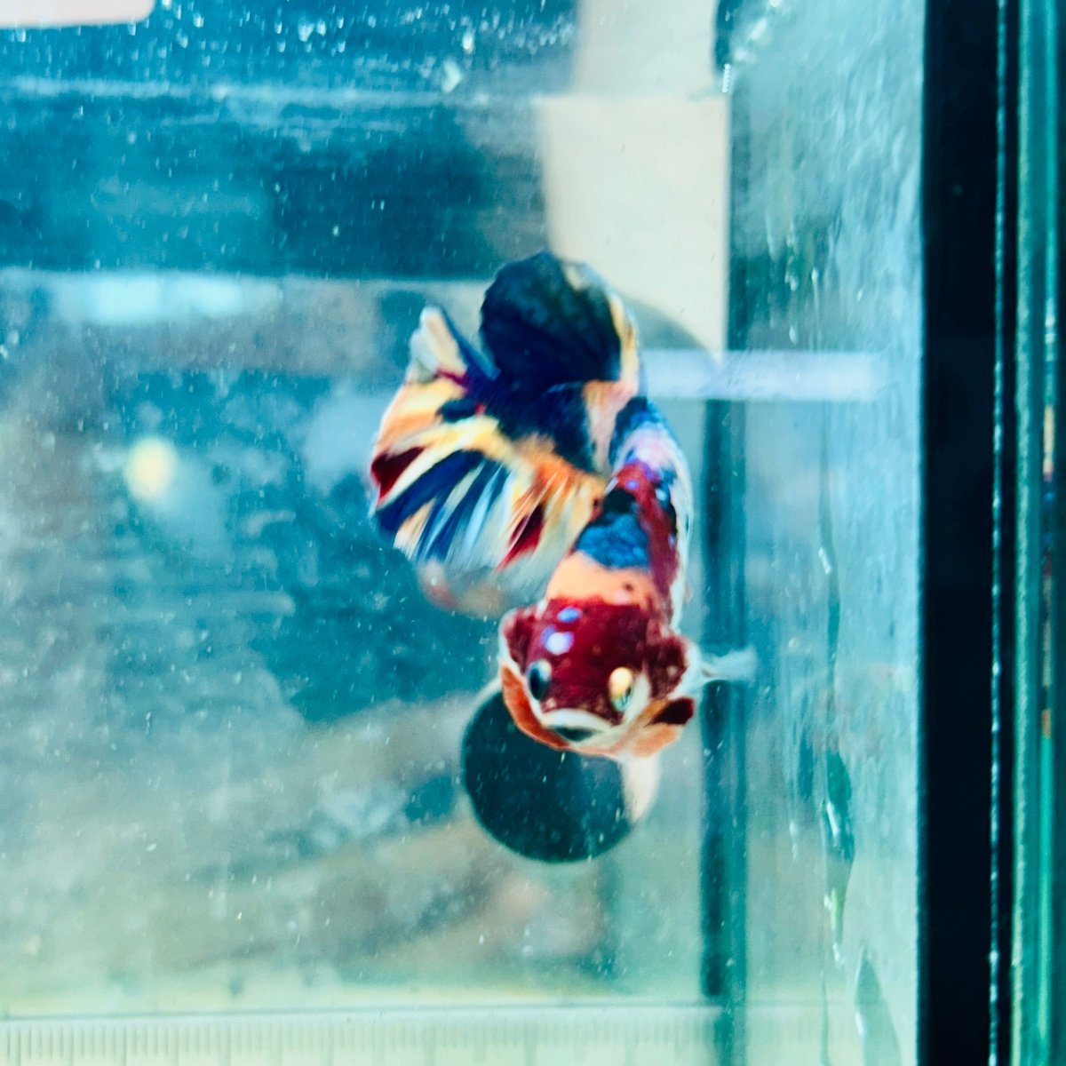 Plakat Multicolor Koi - Male Betta #Au71