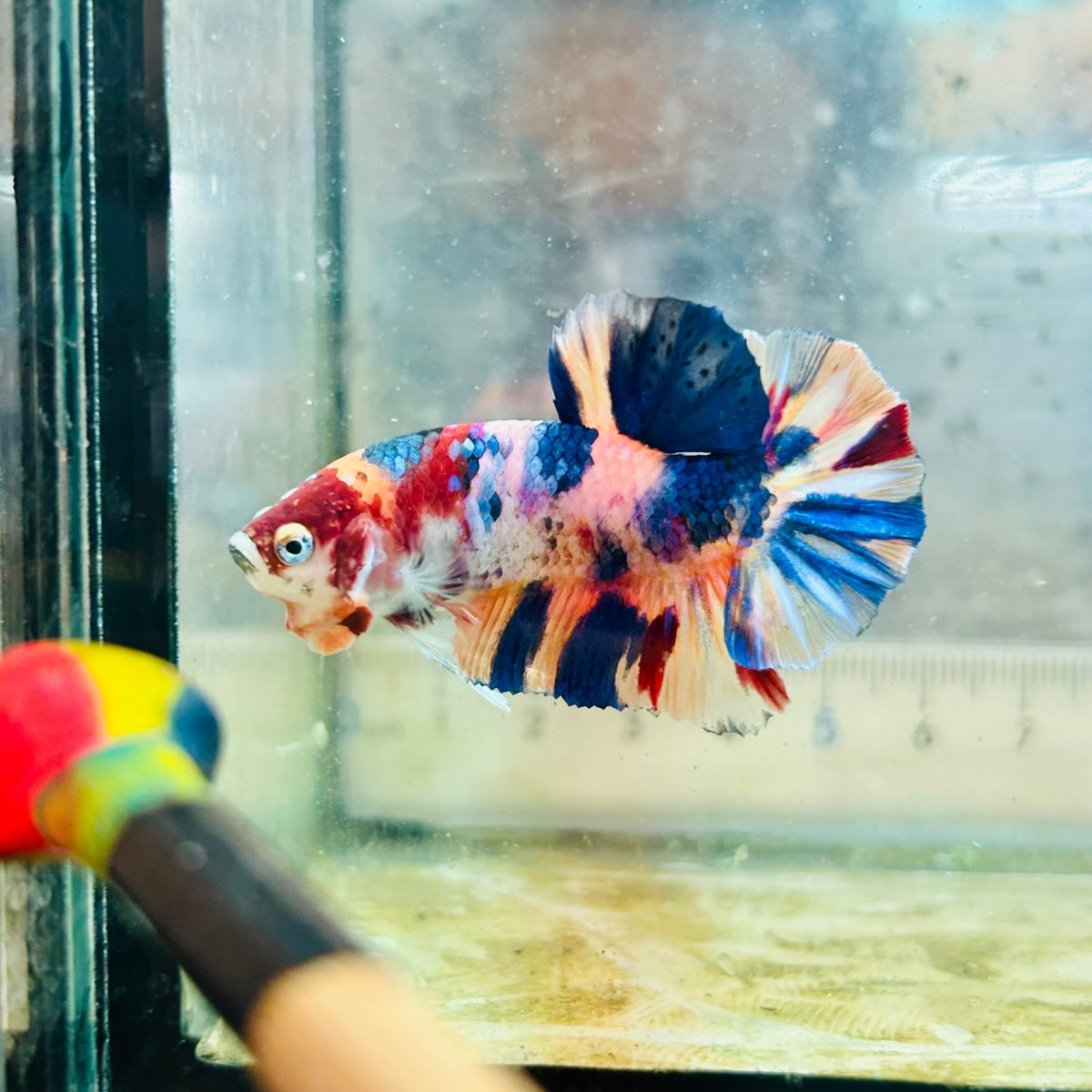 Plakat Multicolor Koi - Male Betta #Au71