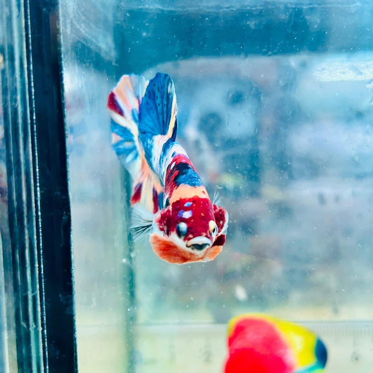 Plakat Multicolor Koi - Male Betta #Au71