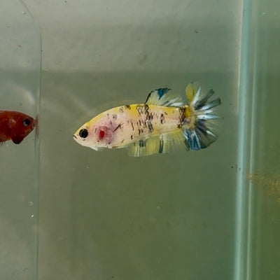 Plakat Multicolor Metallic Female Betta D31