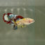 Plakat Multicolor Metallic Female Betta D31