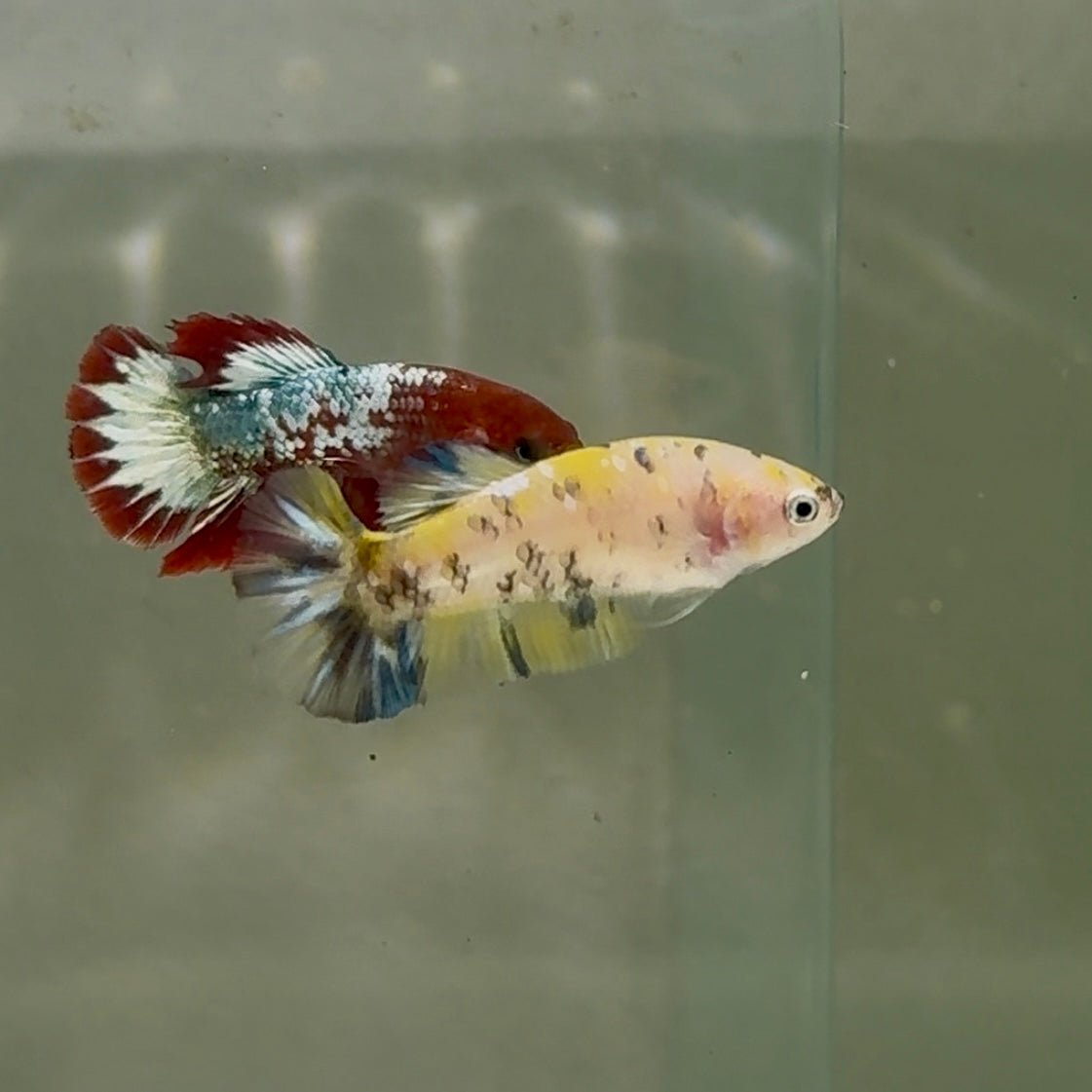 Plakat Multicolor Metallic Female Betta D31