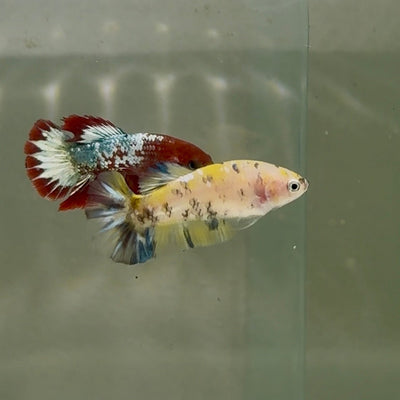 Plakat Multicolor Metallic Female Betta D31