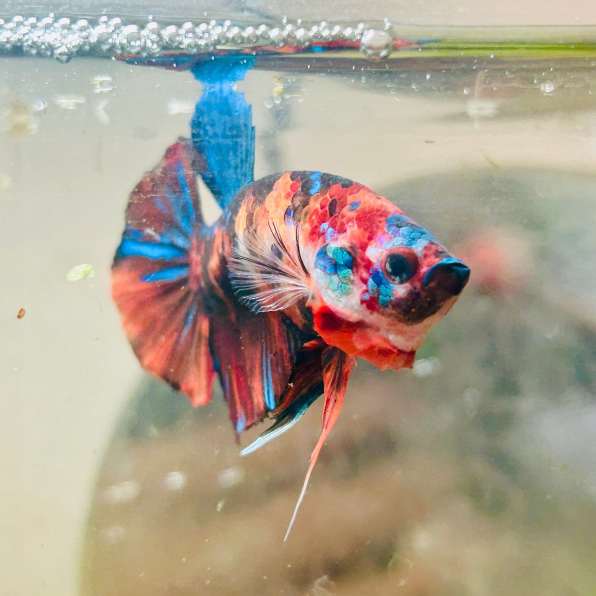 Plakat Multicolor Nemo Male Betta #051