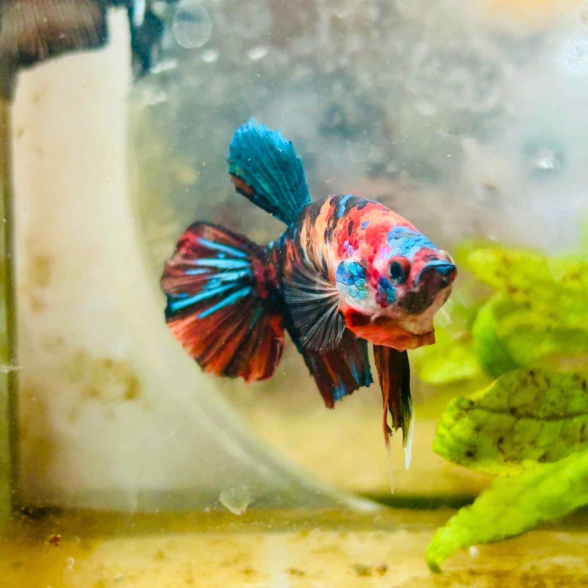 Plakat Multicolor Nemo Male Betta #051