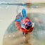 Plakat Multicolor Nemo Male Betta 051 Male betta