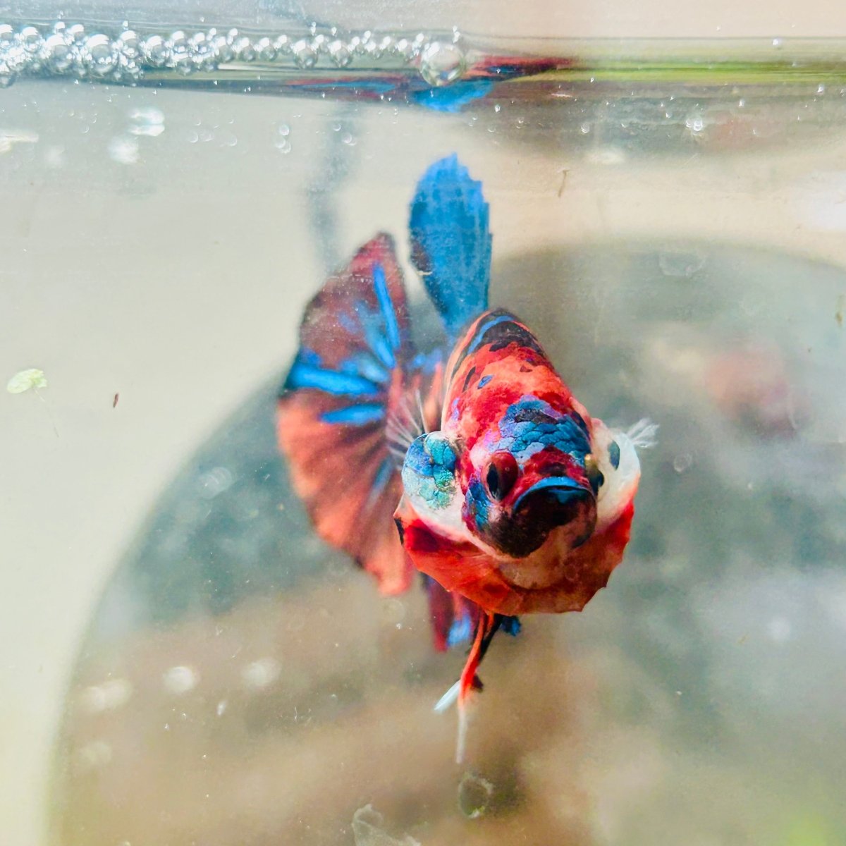 Plakat Multicolor Nemo Male Betta #051