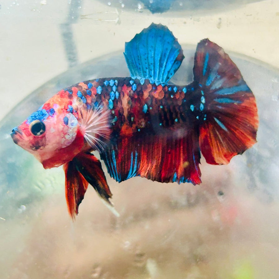Plakat Multicolor Nemo Male Betta 051 Male betta