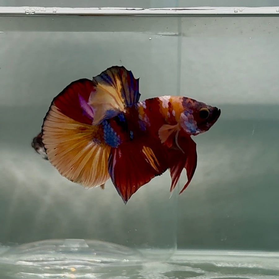Plakat Multicolor Nemo Male Betta Au95 Live Betta Fish Male betta