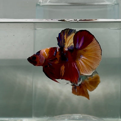 Plakat Multicolor Nemo Male Betta Au95 Live Betta Fish Male betta