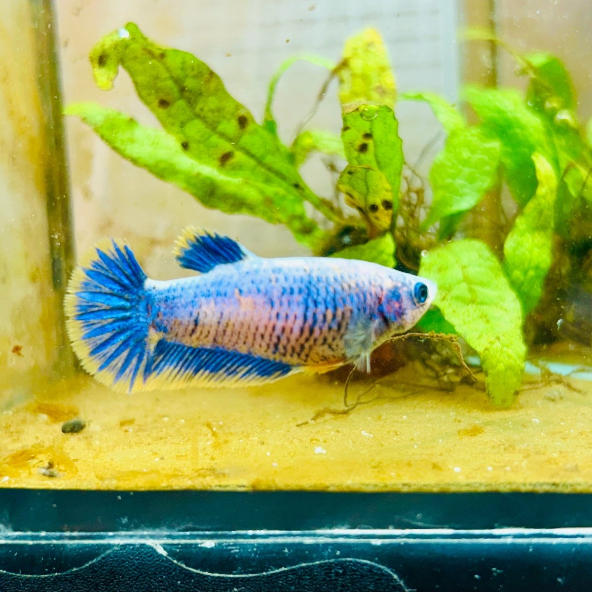 Plakat Mustard Yellow Mascot Female Betta 033 Female betta