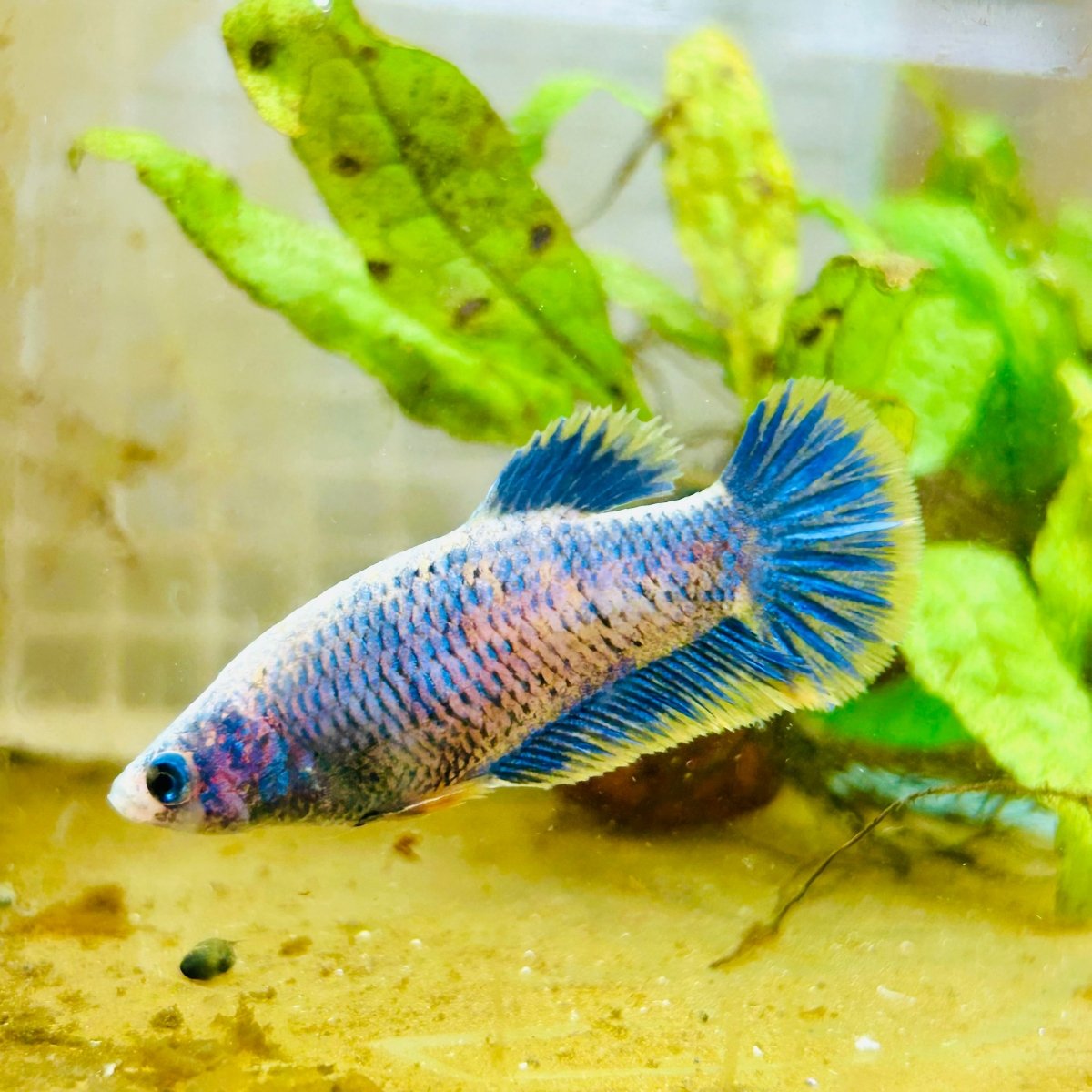 Plakat Mustard Yellow Mascot Female Betta 033 Female betta