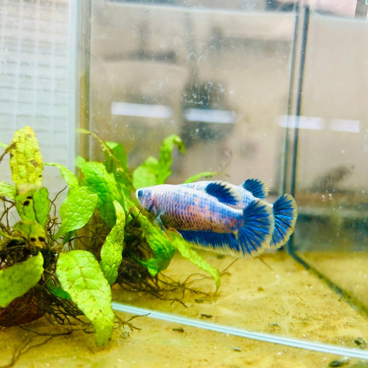 Plakat Mustard Yellow Mascot Female Betta 033 Female betta
