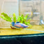 Plakat Mustard Yellow Mascot Female Betta 033 Female betta