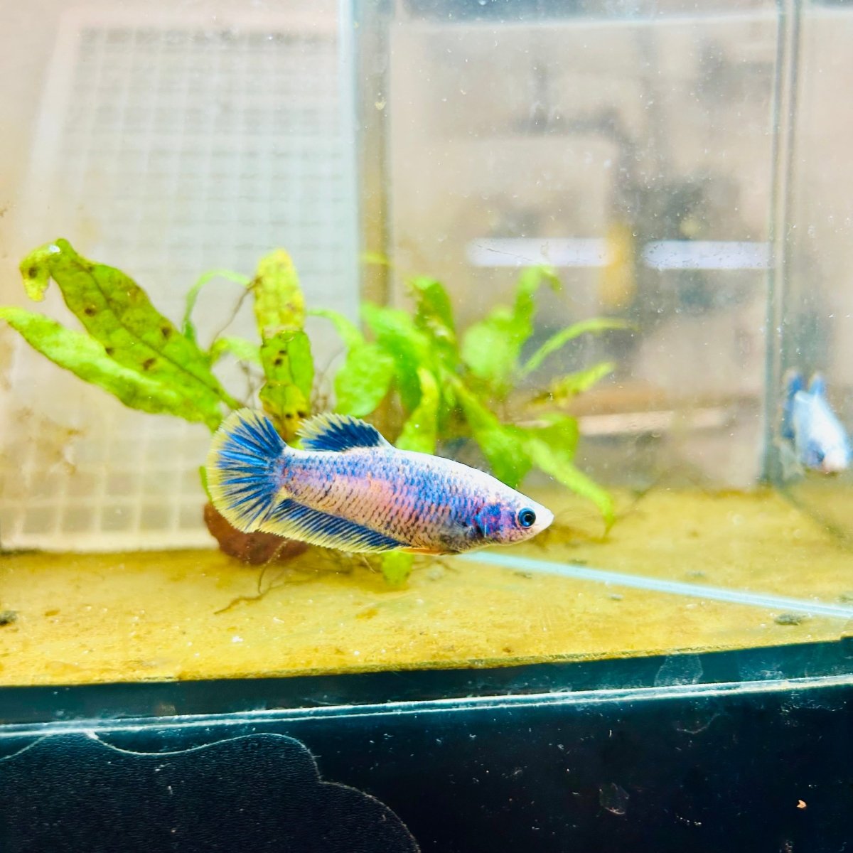 Plakat Mustard Yellow Mascot Female Betta 033 Female betta