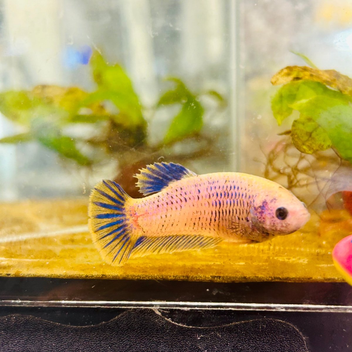 Plakat Mustard Yellow Mascot Female Betta #073