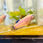 Plakat Mustard Yellow Mascot Female Betta 073 Female betta