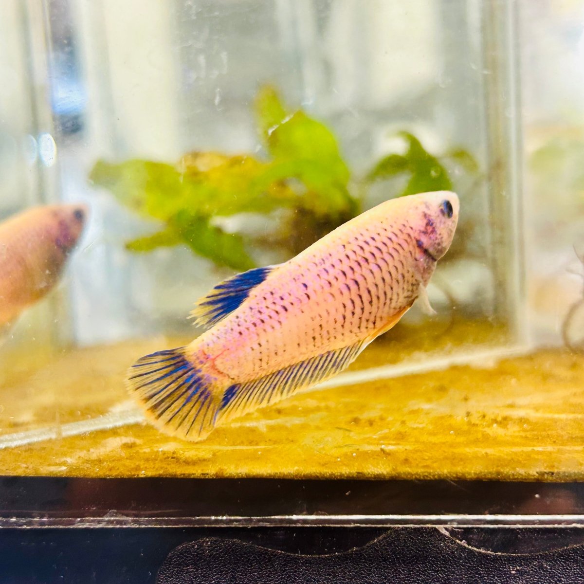 Plakat Mustard Yellow Mascot Female Betta #073