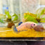 Plakat Mustard Yellow Mascot Female Betta 073 Female betta