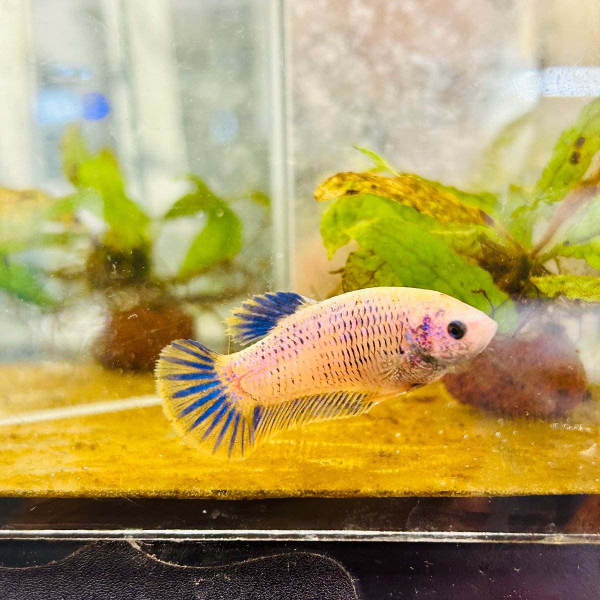 Plakat Mustard Yellow Mascot Female Betta #073