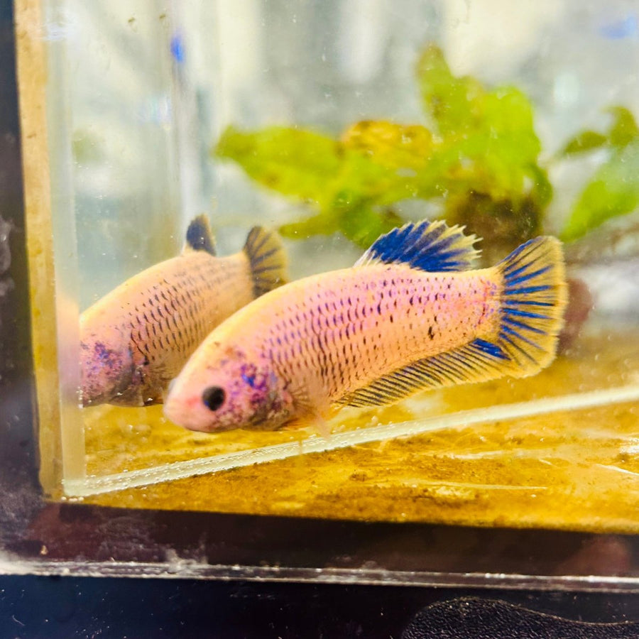 Plakat Mustard Yellow Mascot Female Betta 073 Female betta