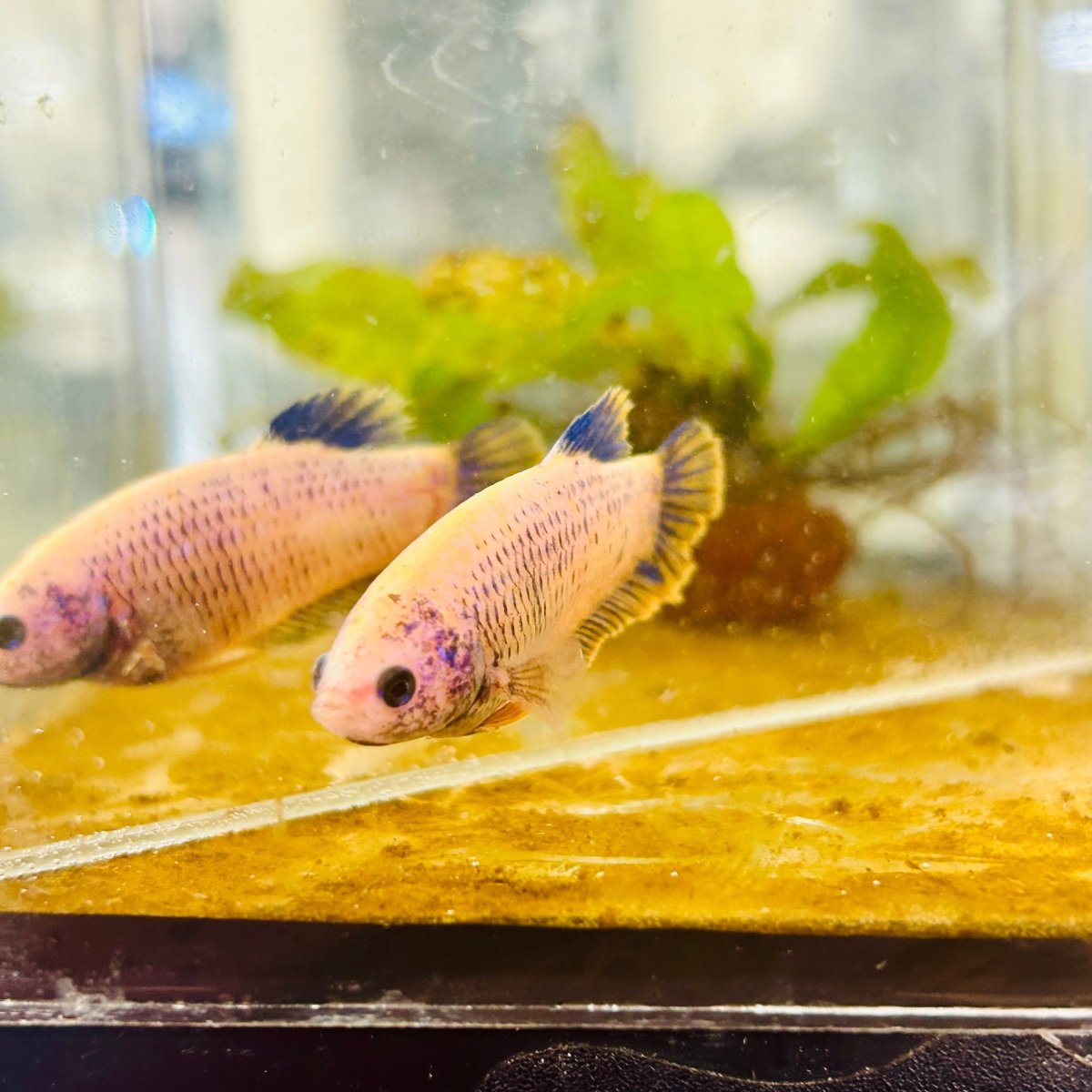 Plakat Mustard Yellow Mascot Female Betta #073