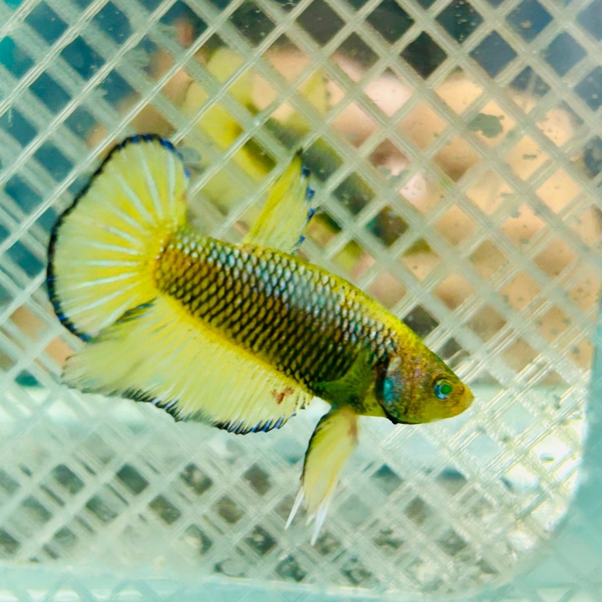 Plakat Mustard Yellow Neon Male Betta #M117