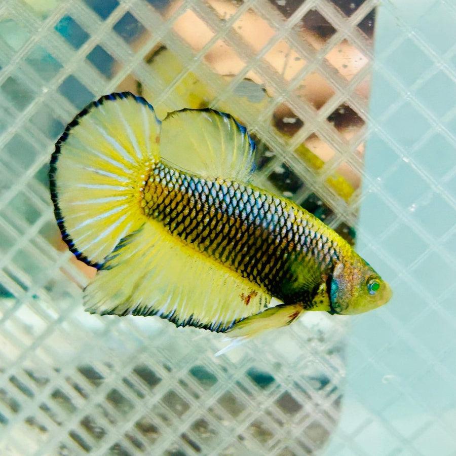 Plakat Mustard Yellow Neon Male Betta M117 Male betta