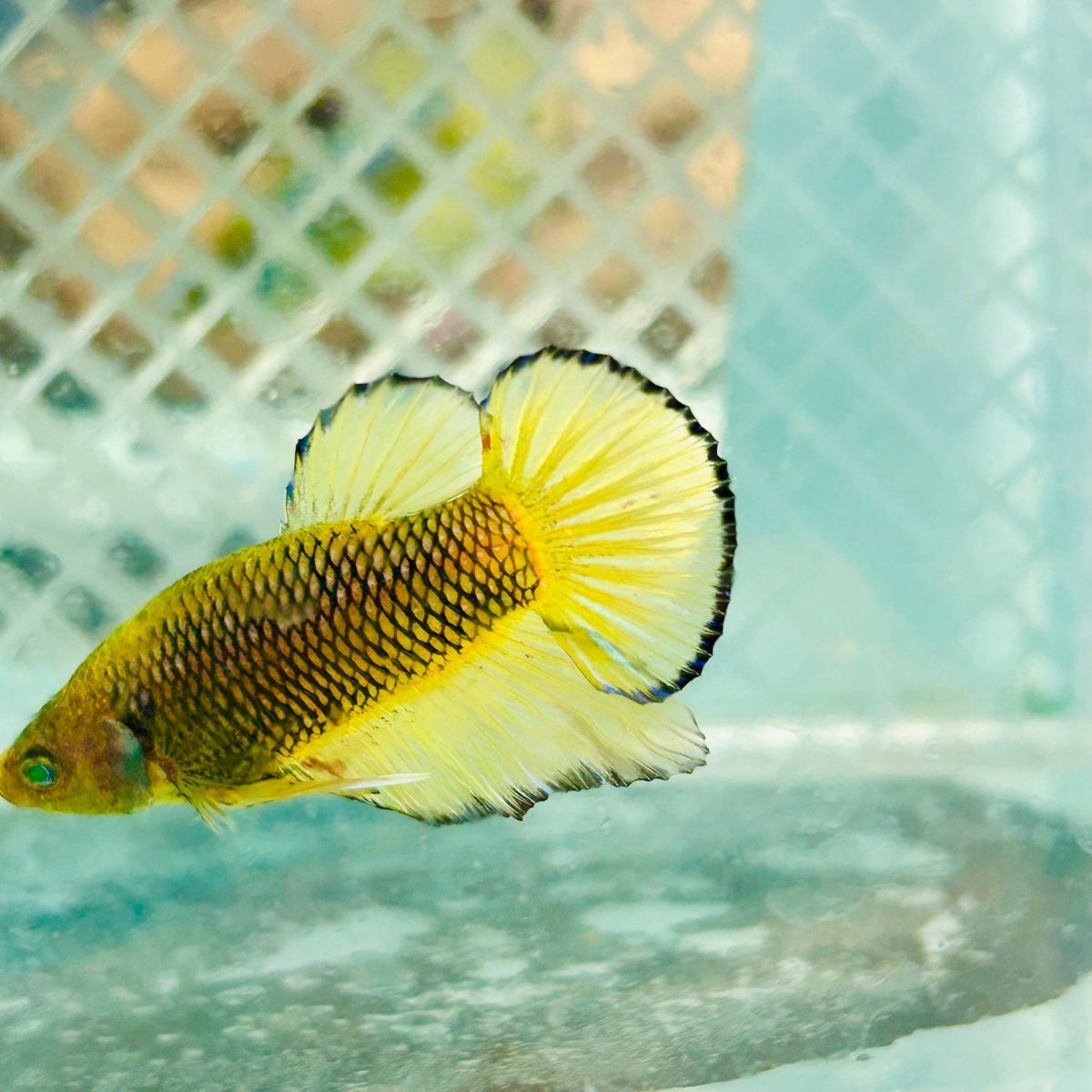 Plakat Mustard Yellow Neon Male Betta #M117