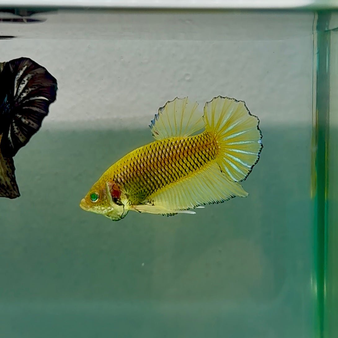 Plakat Mustard Yellow Neon Male Betta #Se11