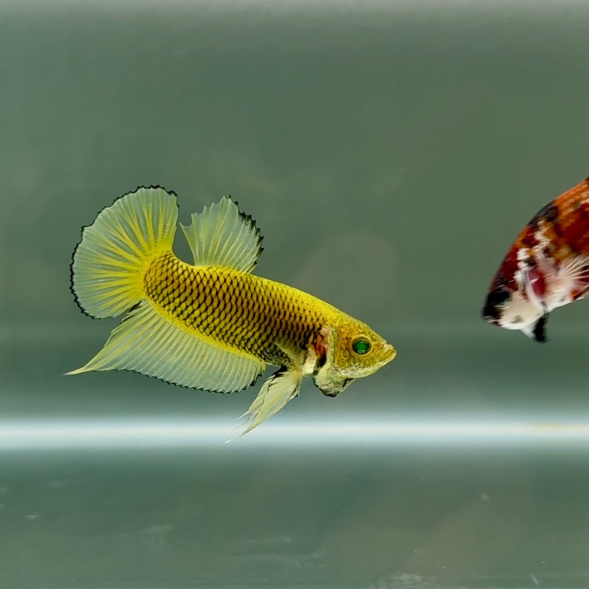 Plakat Mustard Yellow Neon Male Betta #Se14