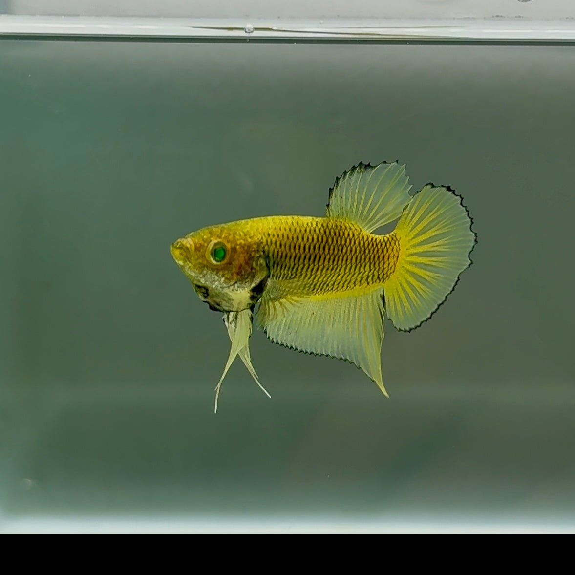 Plakat Mustard Yellow Neon Male Betta #Se14