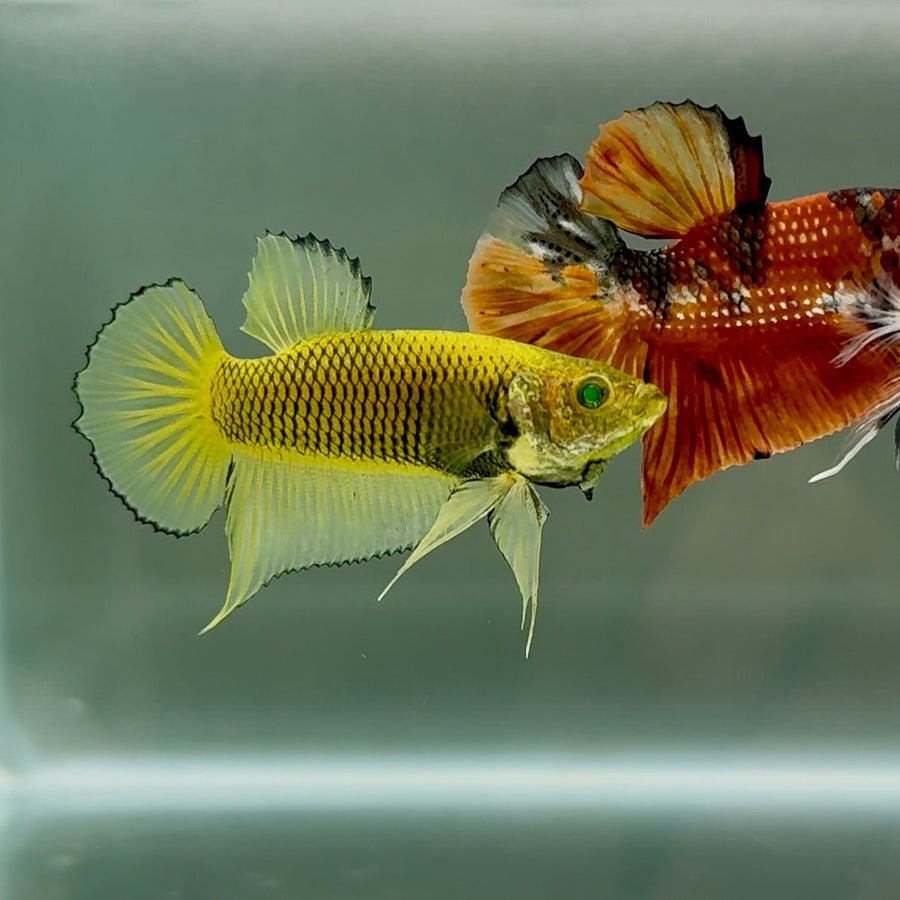 Plakat Mustard Yellow Neon Male Betta #Se14 Male betta