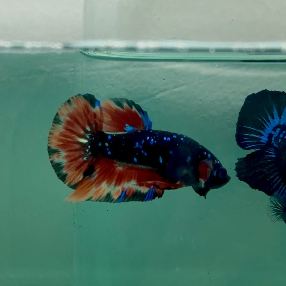 Plakat Nemo Avatar Galaxy Male Betta Ma35