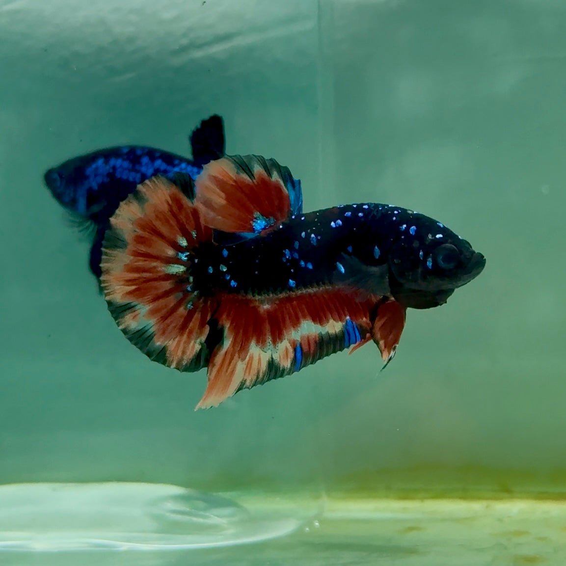 Plakat Nemo Avatar Galaxy Male Betta Ma35