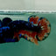 Plakat Nemo Avatar Galaxy Male Betta Ma35