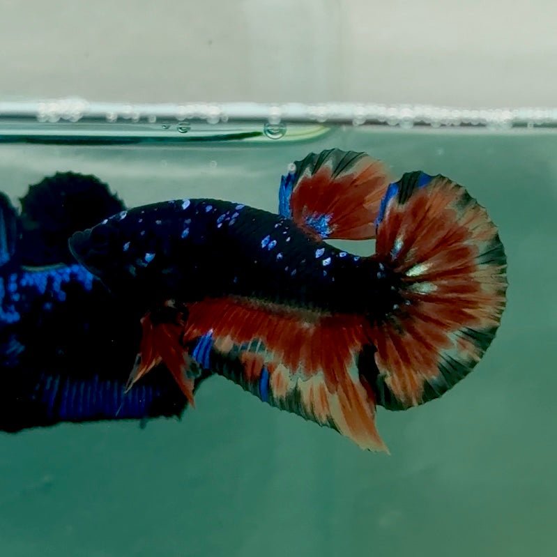 Plakat Nemo Avatar Galaxy Male Betta Ma35