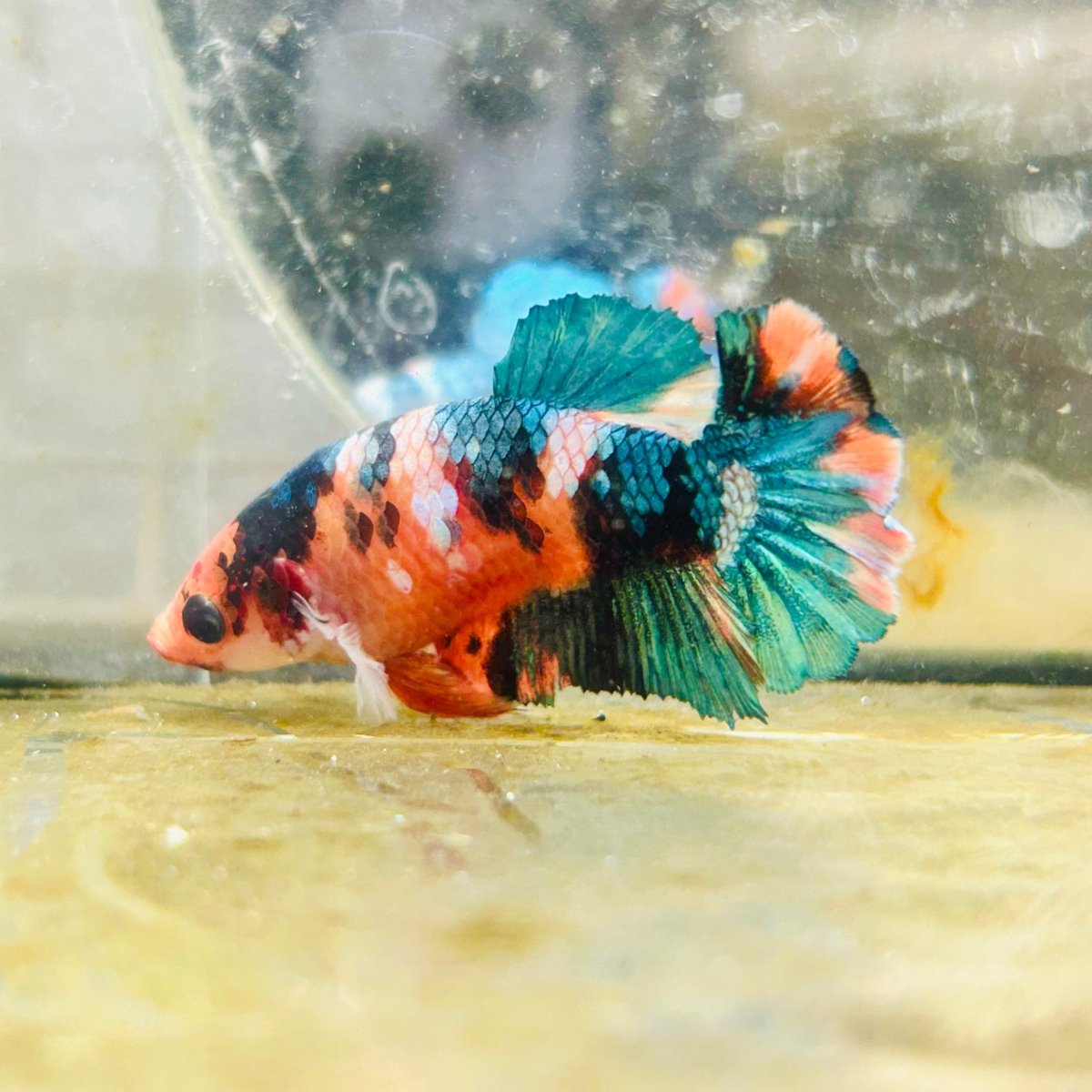 Plakat Nemo Candy Female Betta Breeder Grade 193