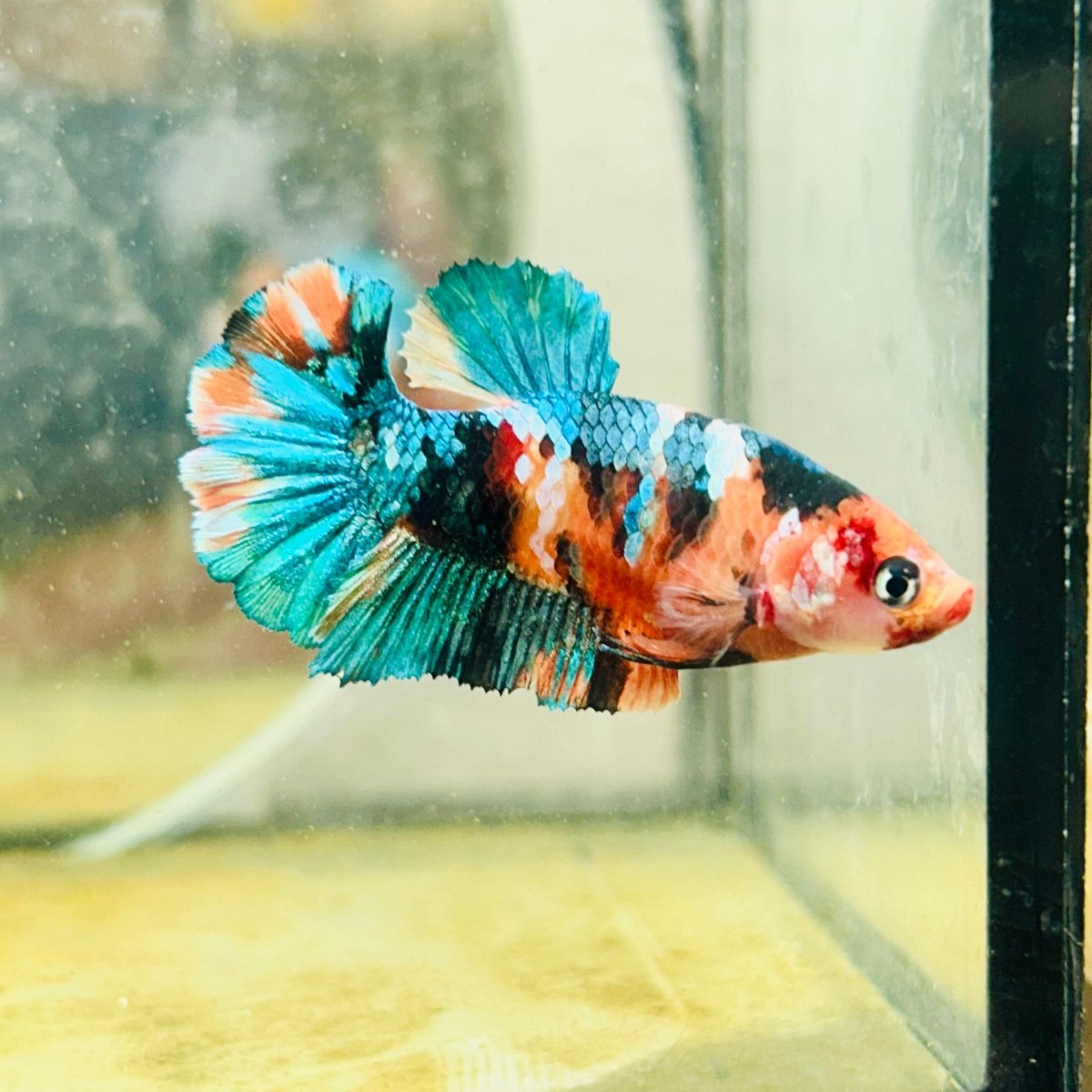 Plakat Nemo Candy Female Betta Breeder Grade 193