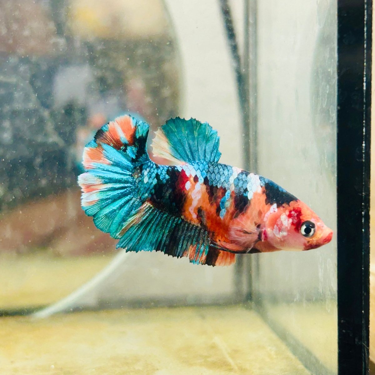 Plakat Nemo Candy Female Betta Breeder Grade 193