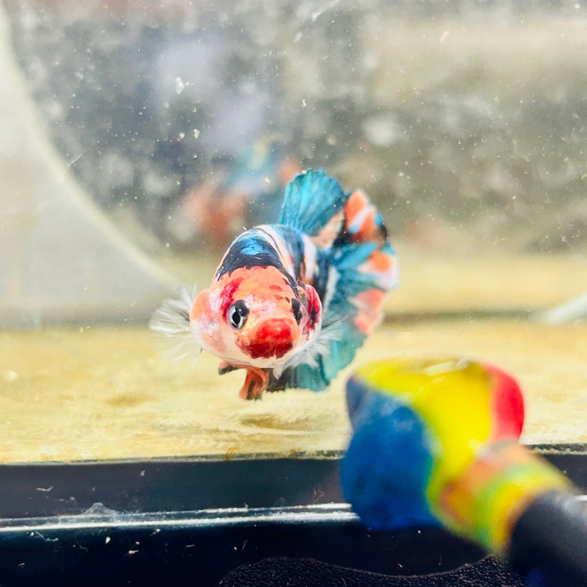 Plakat Nemo Candy Female Betta Breeder Grade 193