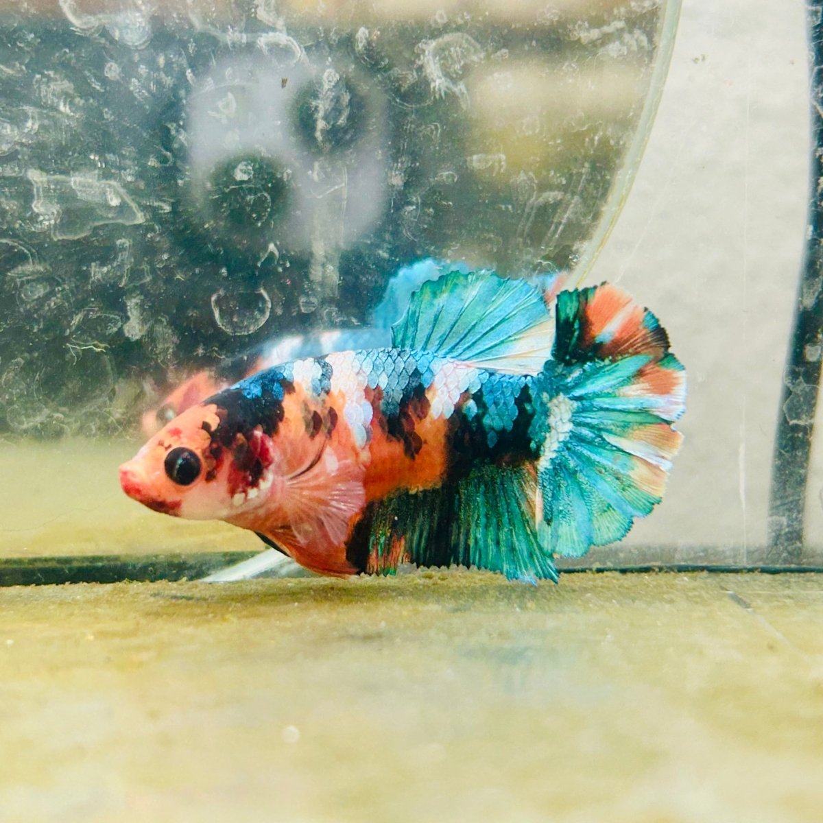Plakat Nemo Candy Female Betta Breeder Grade 193