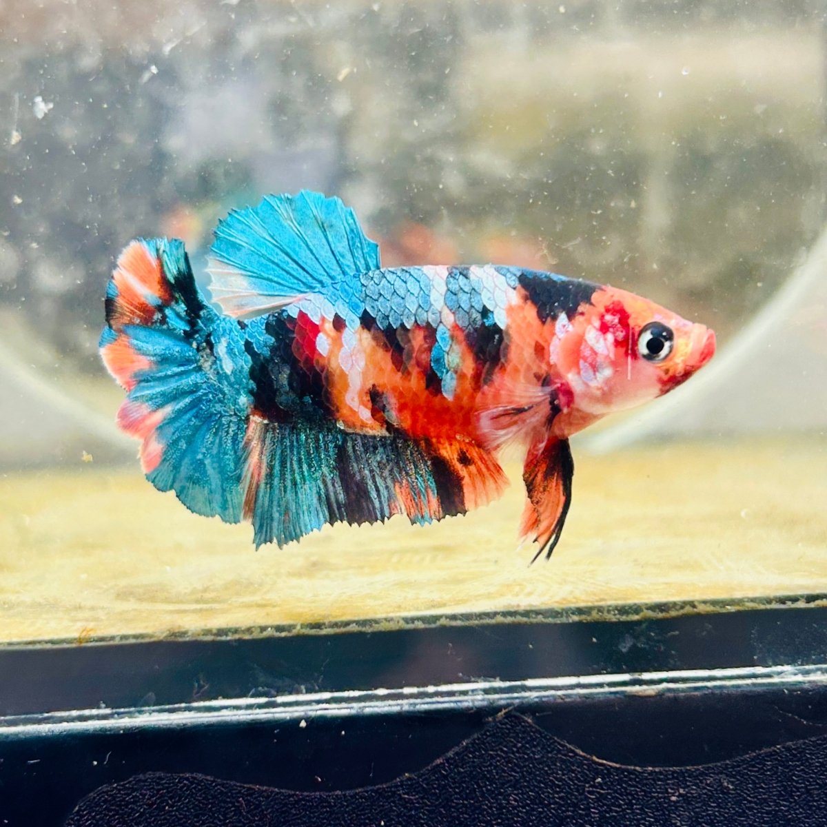 Plakat Nemo Candy Female Betta Breeder Grade 193