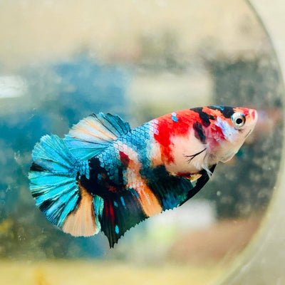 Plakat Nemo Candy Female Betta Breeder Grade N03