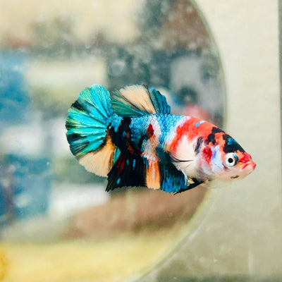 Plakat Nemo Candy Female Betta Breeder Grade N03