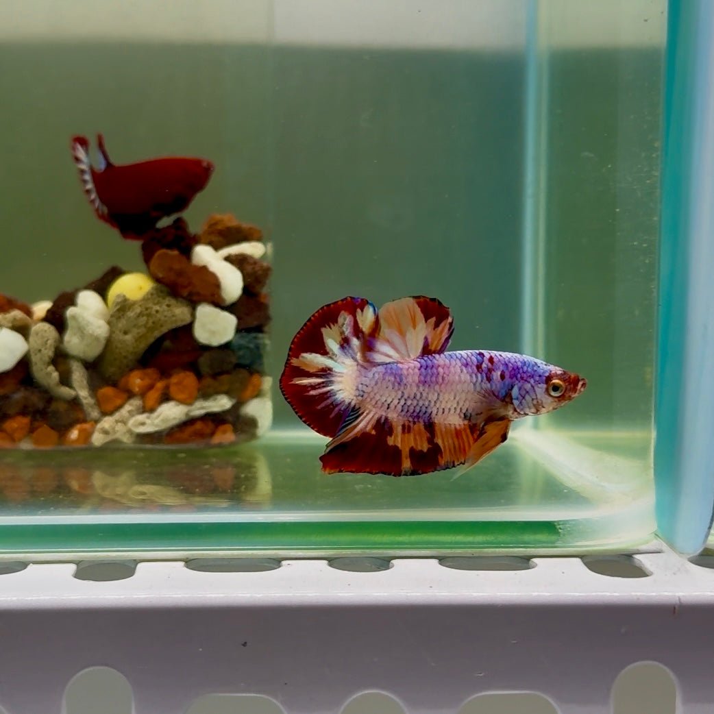 Plakat Nemo Candy Fire Male Betta J15